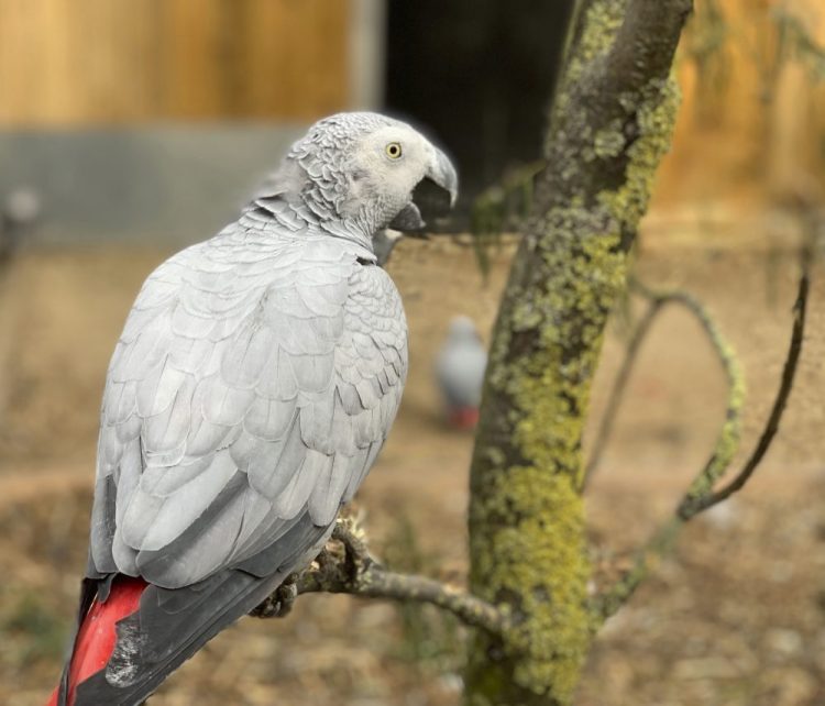 This African grey parrot at Lincolnshire Wildlife Centre in Friskney, England, is one of five that were separated as keepers say they were encouraging each other to swear. Billy, Eric, Tyson, Jade and Elsie joined Lincolnshire Wildlife Centre’s colony of 200 grey parrots in August, and soon revealed a penchant for blue language.  