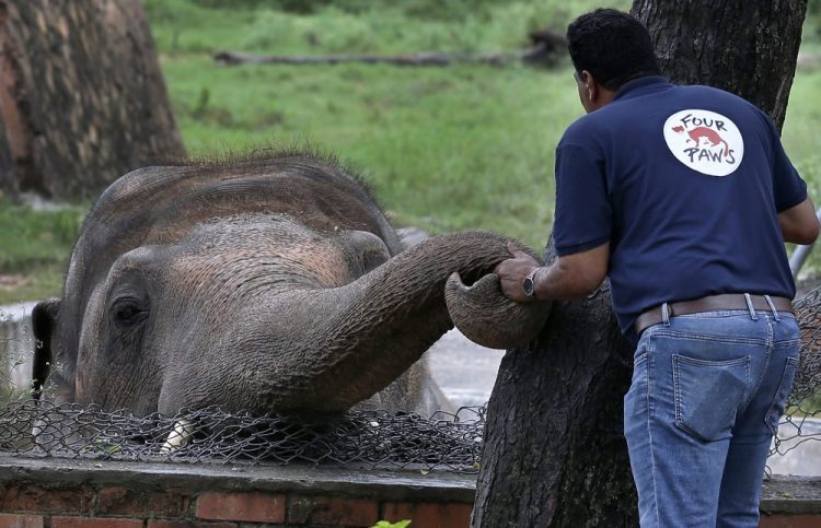 A veterinarian from the international animal welfare organization Four Paws offers comfort to an elephant named Kaavan before his examination at the Maragzar Zoo in Islamabad, Pakistan, on Friday.

