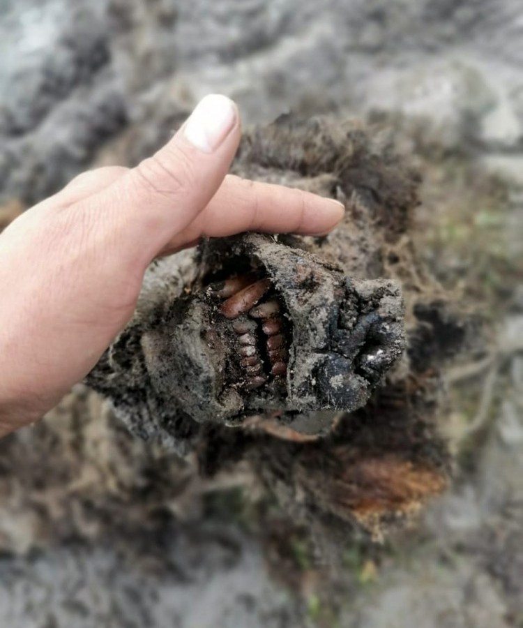 Russia_Ice_Age_Bear_13890