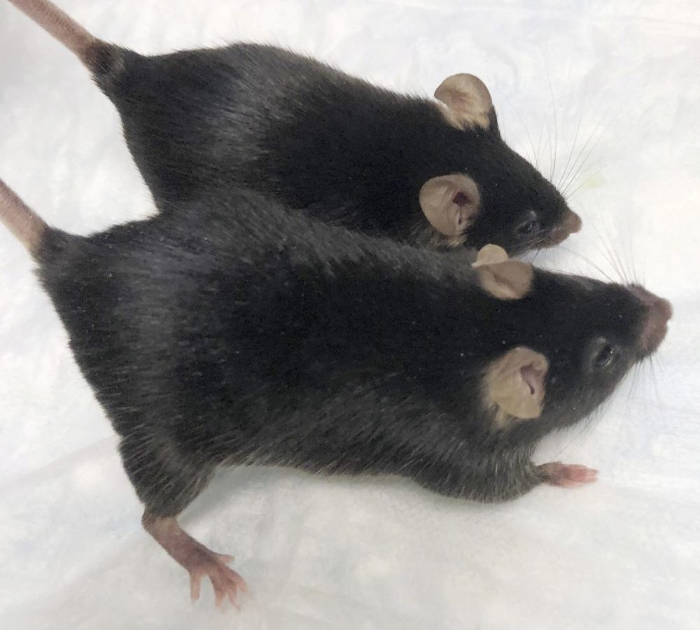 Space_Mighty_Mice_23031