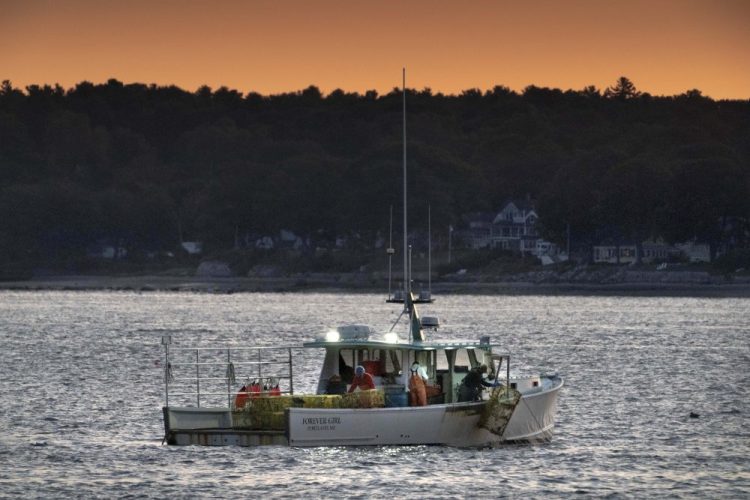 The crew on a lobster boat hauls traps at sunrise Sept. 21 off Portland.