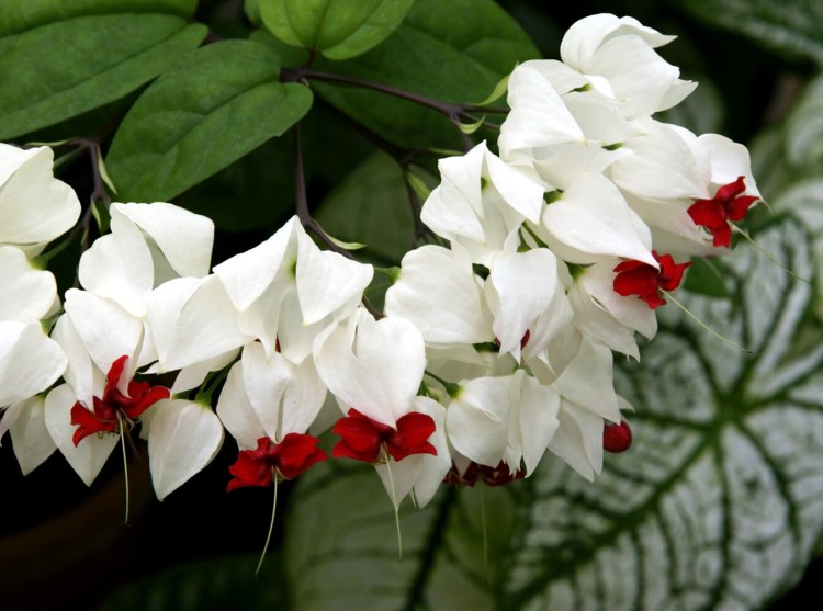 Columnist Tom Atwell's wife Nancy, an expert gardener, will be keeping the relatively expensive annual Clerodendrum Thomsoniae over the winter and return it to their garden next year. 
