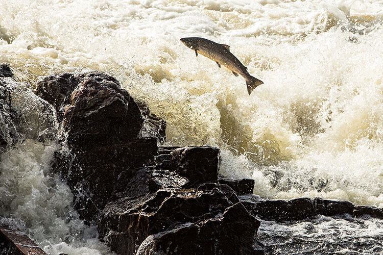 An Atlantic salmon leaps upstream.