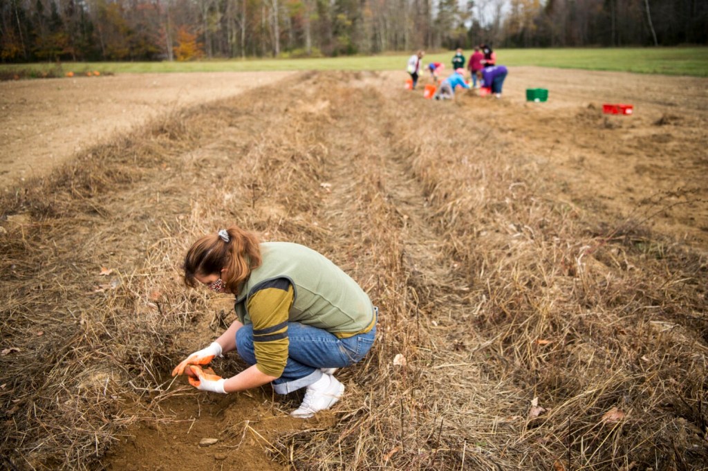 Potato Gleaning Community Service Opportunity