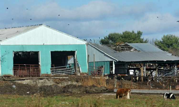 11712# 01tozier, FAIRFIELD, MAINE OCTOBER 27, 2020, Cattle and barns are shown at Tozier Dairy Farm along Ohio Hill Road in Fairfield, Maine Tuesday October 27, 2020. (Staff photo by Rich Abrahamson/Morning Sentinel)