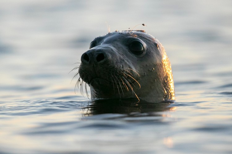A harbor seal pokes its head out of the water in Casco Bay, Thursday, July 30, 2020, off Portland, Maine. Seals are thriving off the northeast coast thanks to decades of protections. While many fishermen are complaining about the increased seal population, some guides say the growth of seals has contributed to ecotourism and it would be silly to try to reverse that now. (AP Photo/Robert F. Bukaty)