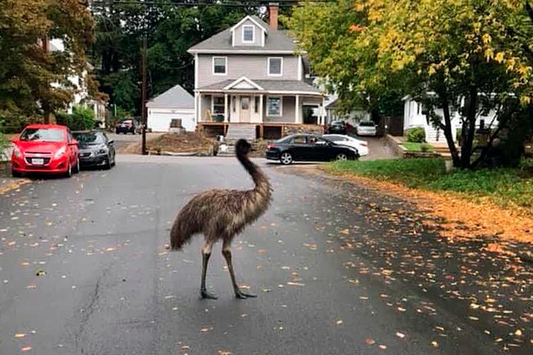 In this photo released by the Haverhill Police Department, an emu walks on a neighborhood street on Wednesday, Sept. 30, 2020, in Haverhill, Mass. An animal control officer with the assistance of patrol officers safely corralled the big bird. (Michelle Cannon/Haverhill Police Department via AP)