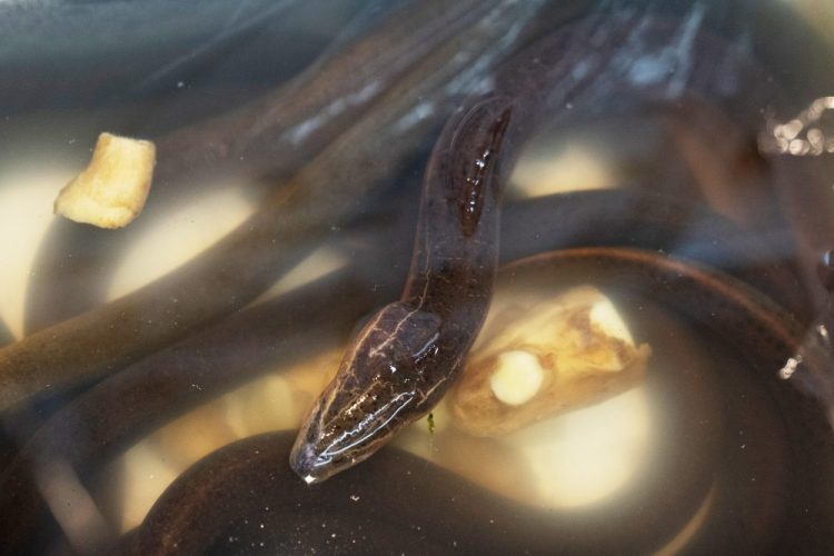 Asian swamp eels are on display for sale at a market in the Chinatown neighborhood of the Manhattan borough of New York on Tuesday. The non-native species has been illegally released into freshwater bodies in at least eight U.S. states

