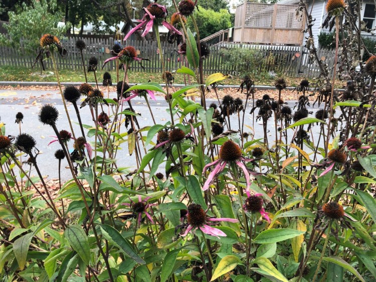 Should they stay or should they go? When fall arrives, you can either leave the remnants of perennial coneflowers to feed wild critters, or you can cut them down for a neat, tidy garden.