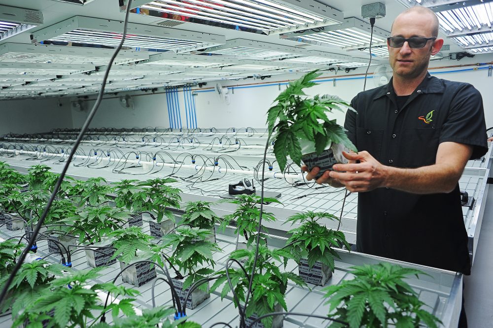 Election_2020-Marijuana_Legalization_14712