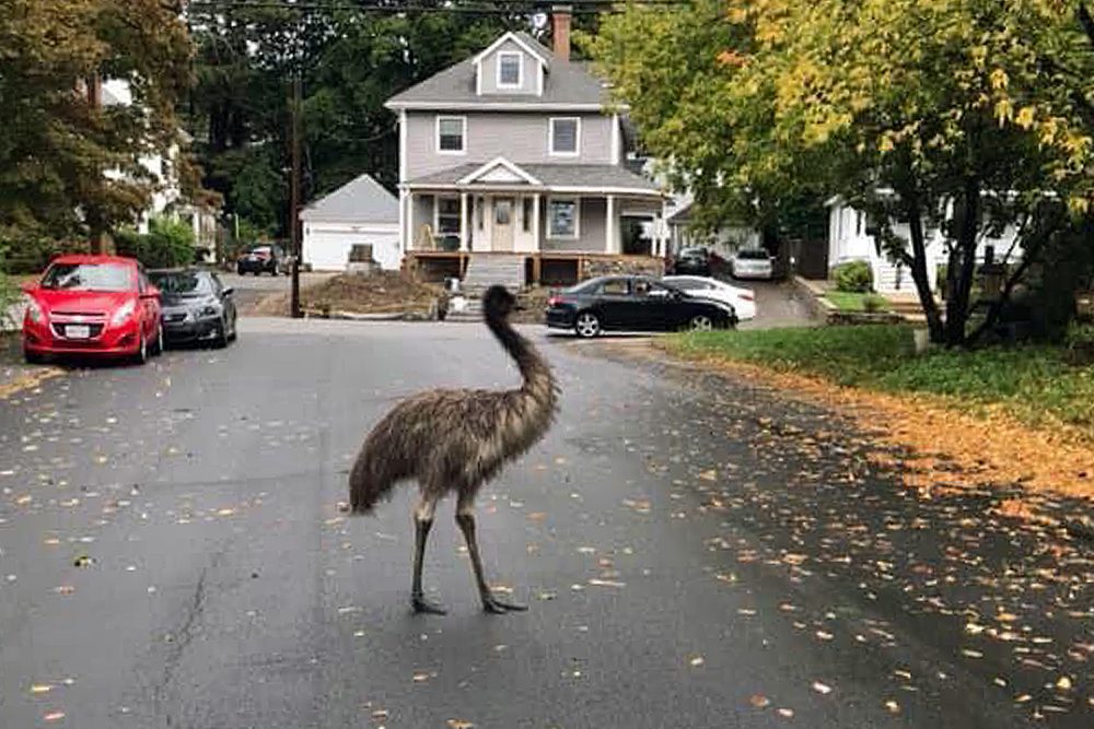 Emu_Escaped_63760