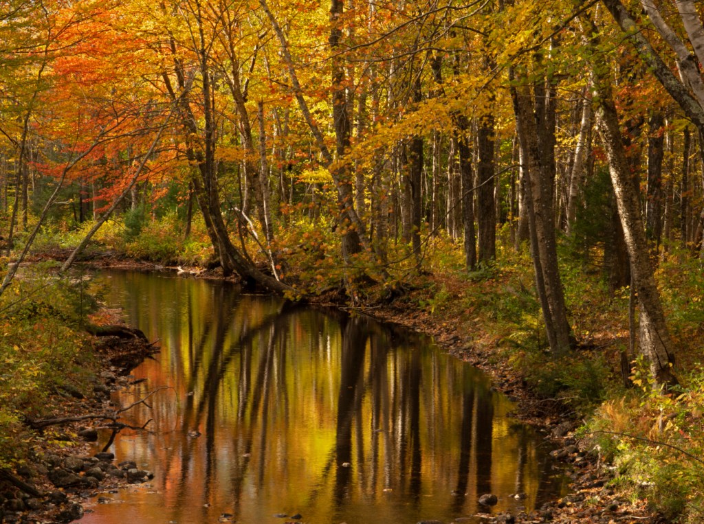 Maine trees, burning bright