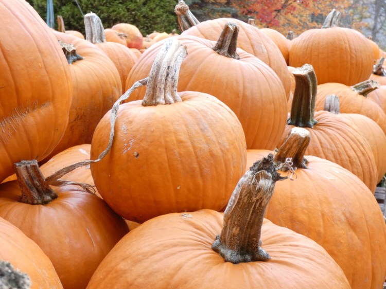 Get out an pick up a pumpkin this weekend, a classic fall activity. 