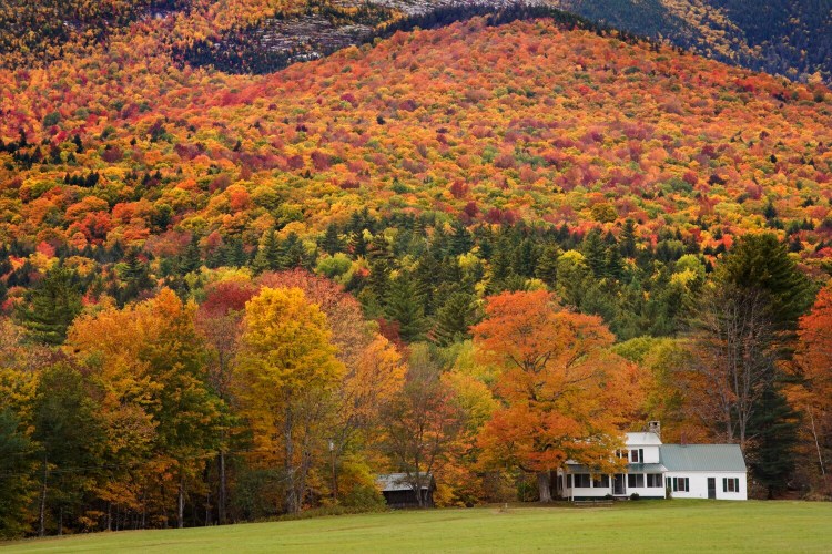 EVANS NOTCH, ME - OCTOBER 10: A farmhouse in the foothills of the western Maine mountains is surrounded by autumnal color on October 10, 2019. (Staff photo by Gregory Rec/Staff Photographer)
WORDS
I think that Route 113 through Evans Notch in western Maine is one of the most beautiful scenic drives in the state. I often hike in the mountains around the notch so when I was asked to look for foliage photos, it was the first place that came to mind. I had photographed this farmhouse once before in early winter with snow covering the mountain above it so I wanted to see what it would look like at the height of foliage season. As I rounded the corner and the farmhouse came into view, I was stunned at the intensity of the foliage colors on the hill rising above the farmhouse. I searched for a perfect location,  set my tripod up on top of my car for a little extra height and reveled in all the color.