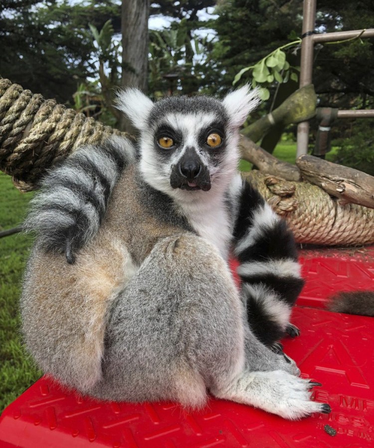 Stolen_Lemur_09593