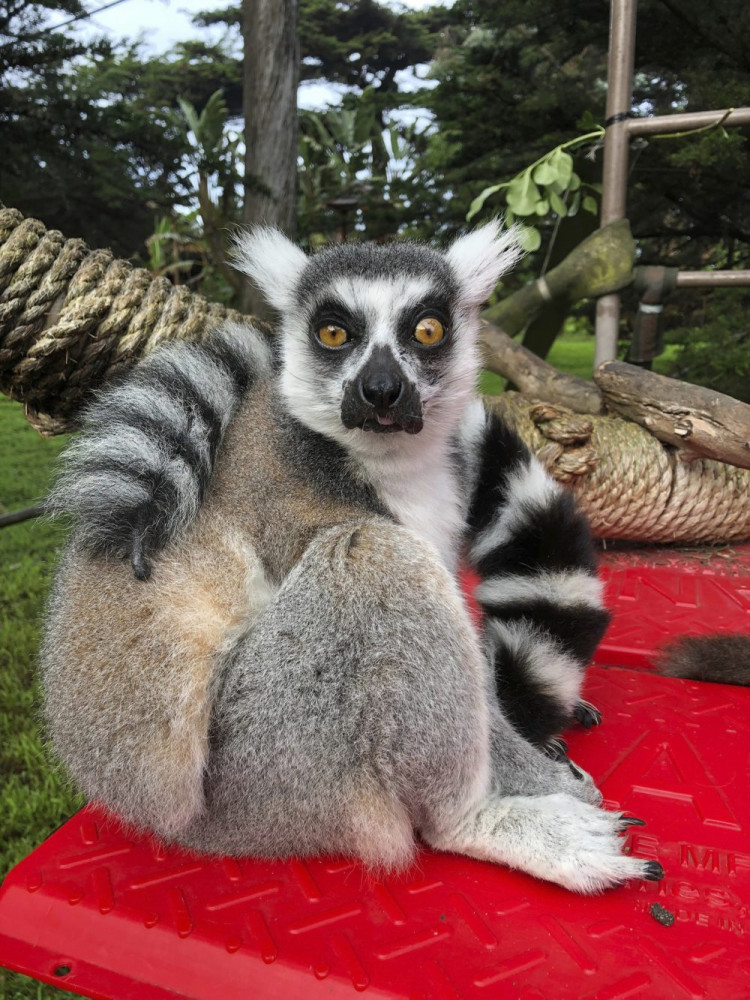 Maki, a ring-tailed lemur had been missing from the San Francisco Zoo after someone broke into an enclosure overnight and stole the endangered animal, police say. 

