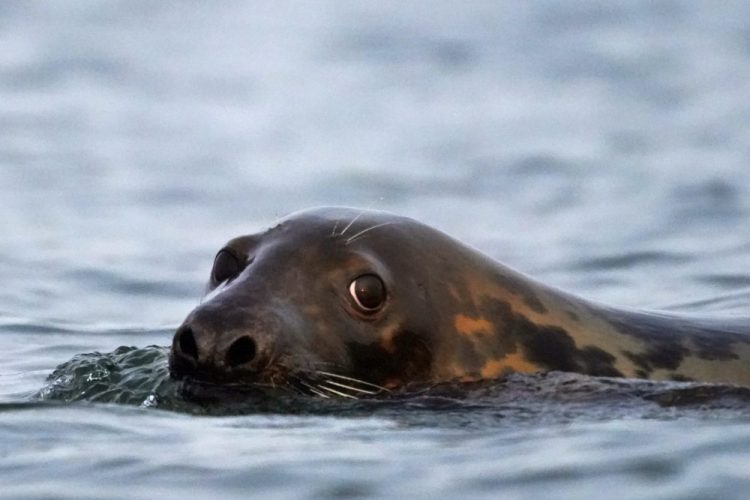 A grey seal swims in Casco Bay off Portland in September. Seals, especially grey seals, are being blamed for attracting sharks and for stealing from commercial fishermen. Critics say the increased seal population will hurt the economy and scare off tourists. 