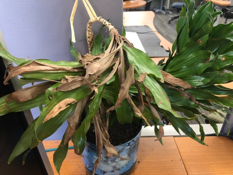 Only the strong survived. This office plant, seen in the Portland Press Herald newsroom in October, is ailing. But with some regular watering, it could probably survive. When office workers went home in droves because of the pandemic last March, many office plants were left behind. 