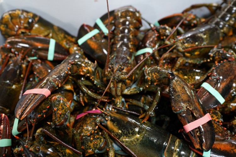 Lobsters sit in a crate Nov. 18 at a shipping facility in Arundel.

