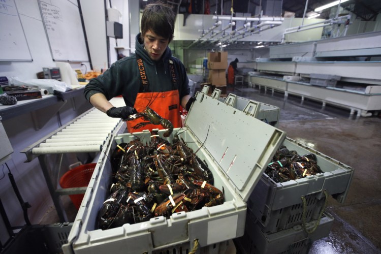 Issac Nicoll packs lobsters for shipment at The Lobster Co. in Kennebunkport in March.