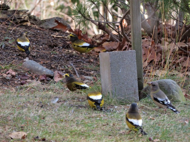 Evening Grosbeaks visit Palermo, three groups of four, seven and 12 passing through in the past week or so.