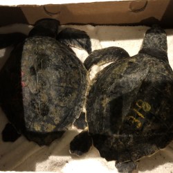 ODD_Rare_Turtles_Rough_Rescue_12475