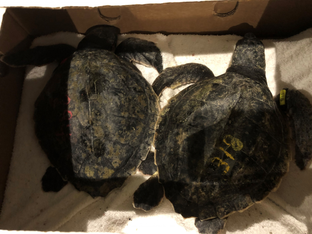 ODD_Rare_Turtles_Rough_Rescue_12475