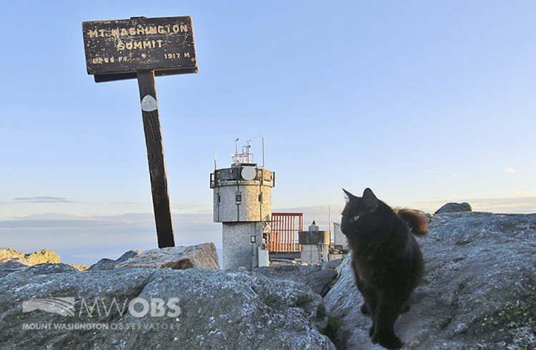 Marty the cat walks on a boulder outside the Mount Washington Observatory in North Conway, N.H., in June. The black Maine coon cat, who has patrolled the Northeast's highest peak for a dozen years as its weather observatory's mascot, has died. 