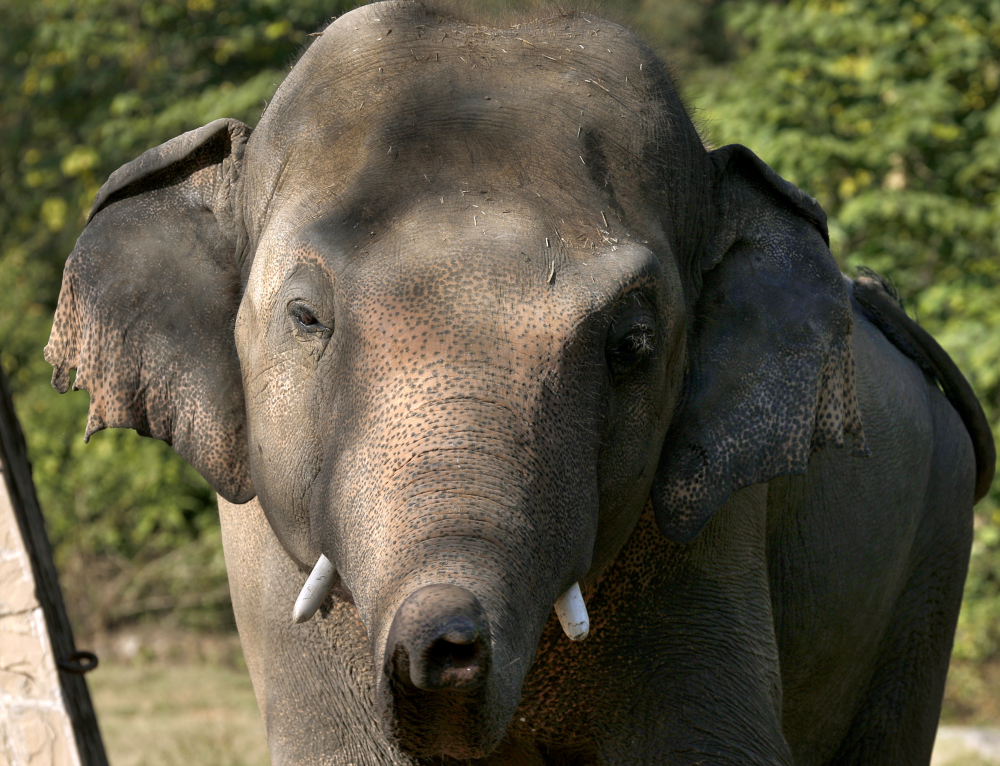 Pakistan_Loneliest_Elephant_81009