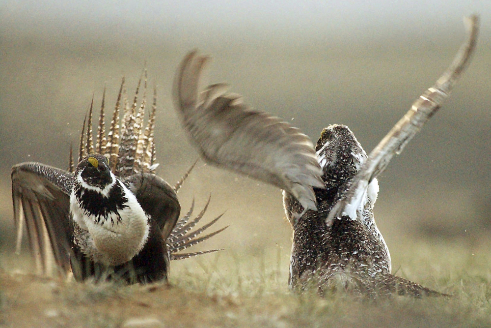 Sage_Grouse_Protection_59808