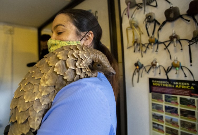 Veterinary nurse Alicia Abbott of the African Pangolin Working Group in South Africa holds a pangolin at a wildlife veterinary hospital in Johannesburg.

