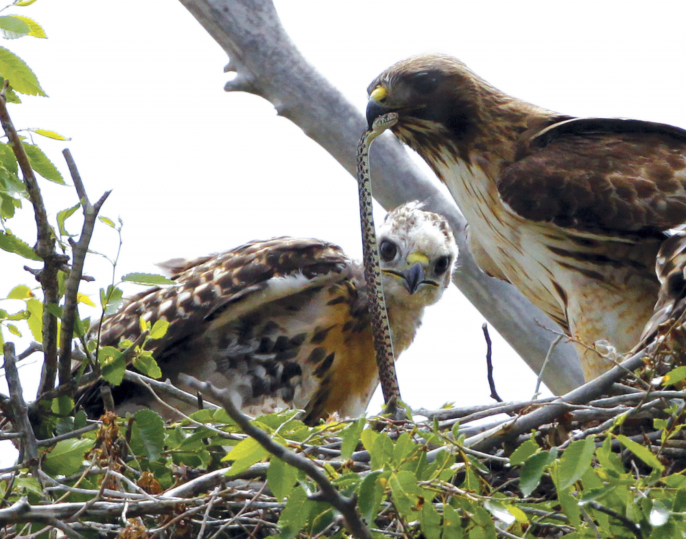 Redtail Hawk, Rocky Mountain Wildlife Refuge