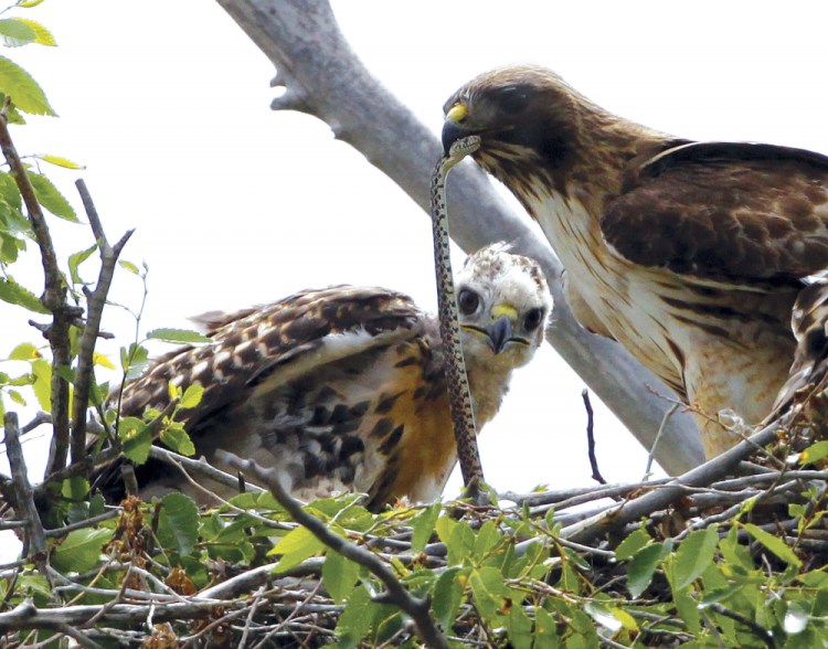 A Redtail hawk feeds a snake to one of her young ones nested at the Rocky Mountain Wildlife Refuge in Commerce City, Colo., in 2009. The Trump administration moved forward Friday on gutting a longstanding federal protection for the nation's birds. 