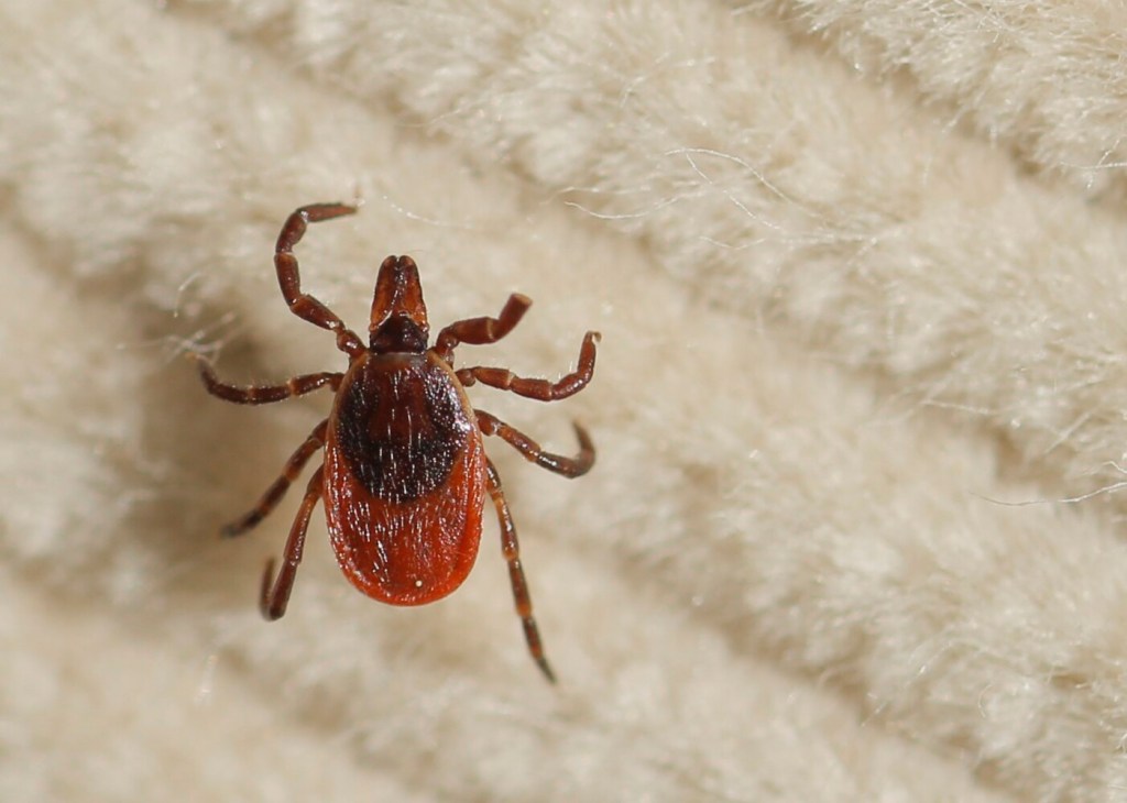 Lyme disease cases spike Down East and set record for Maine