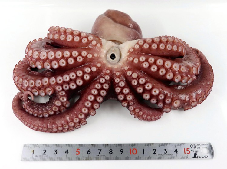 A nine-legged octopus that was caught in Minami-Sanriku, Japan, on Nov. 17. MUST CREDIT: The Japan News-Yomiuri