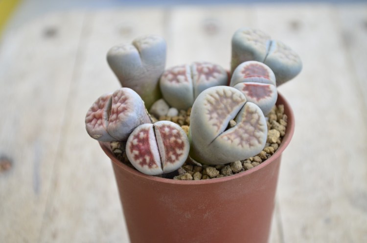This is a plant, honest to god. Lithops, which come from Africa, resemble stones, a clever defense mechanism to keep insects from eating them. 