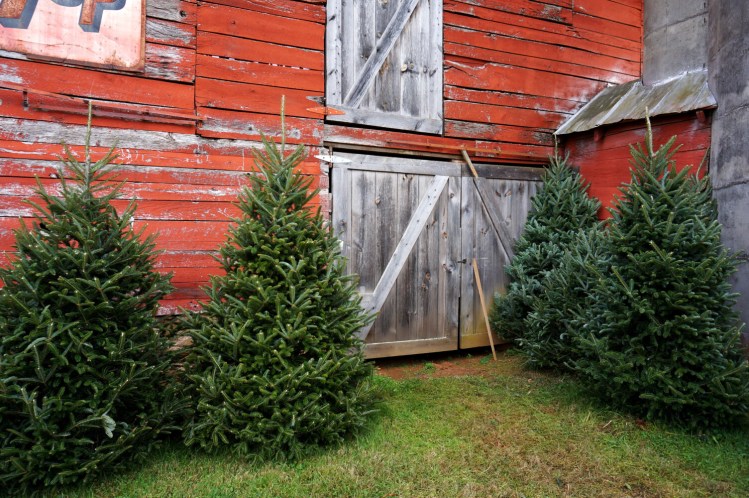 Fraser firs may come "from away" (and hey, so does Santa), but they have fewer messy needles. 
