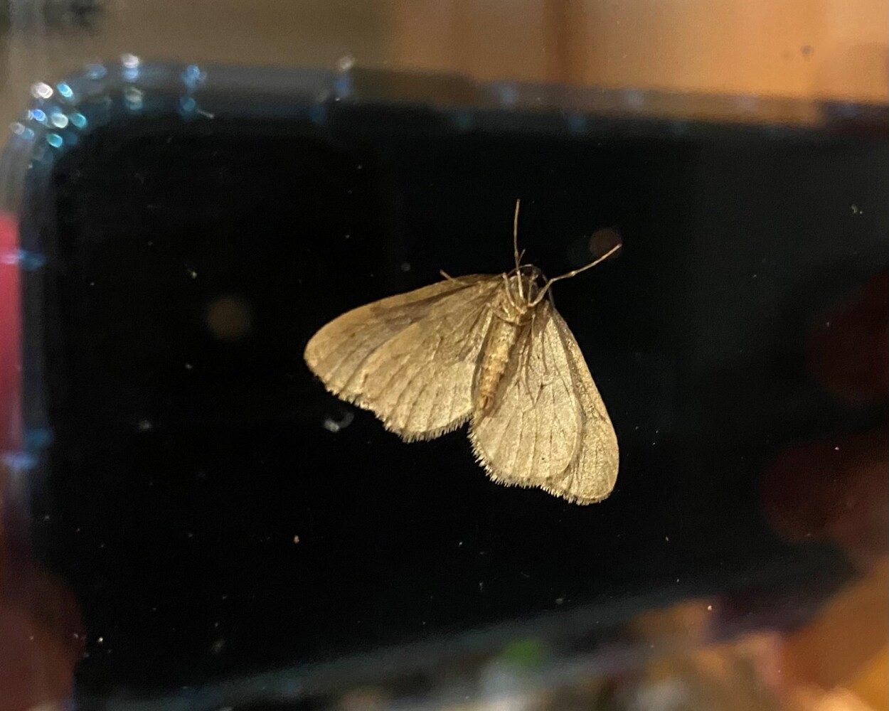 winter moth 2020