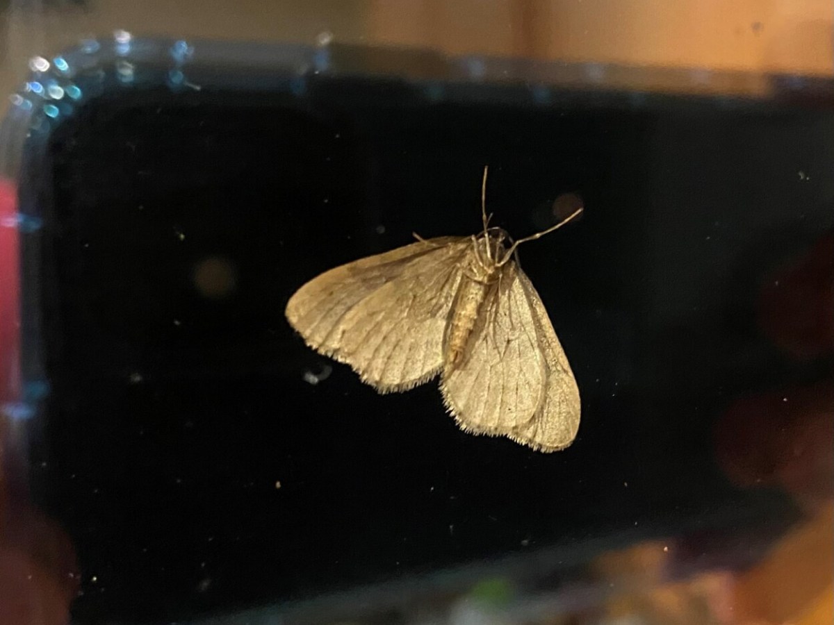 winter moth 2020