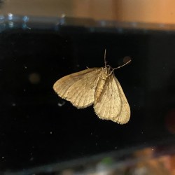 winter moth 2020