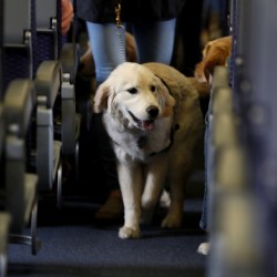 Airlines_Service_Animals_46701