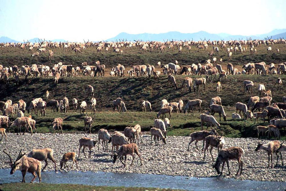 Alaska_Wildlife_Refuge_Oil_Leasing_20604