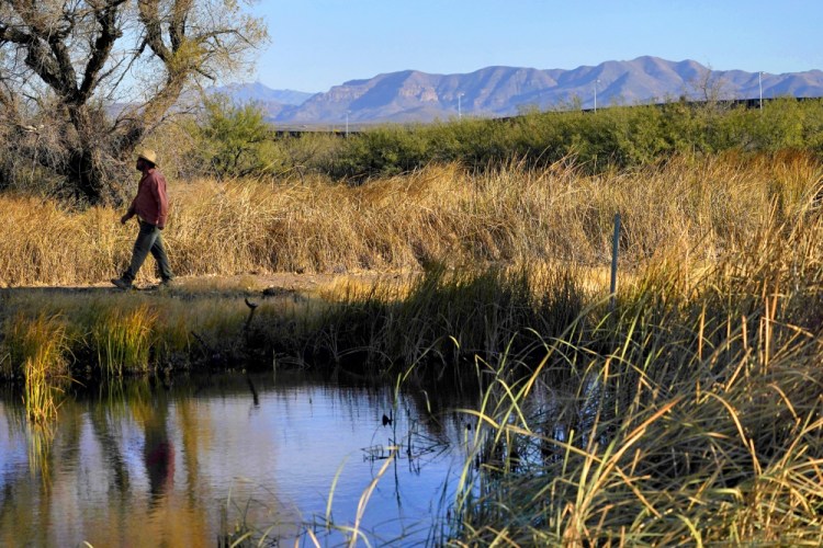 Myles Traphagen, Borderlands Program Coordinator for Wildlands Network, walks through a marsh area as the top of a newly erected border wall cuts through the San Bernardino National Wildlife Refuge, Tuesday, Dec. 8, 2020, in Douglas, Ariz.  Construction of the border wall, mostly in government owned wildlife refuges and Indigenous territory, has led to environmental damage and the scarring of unique desert and mountain landscapes that conservationists fear could be irreversible. 