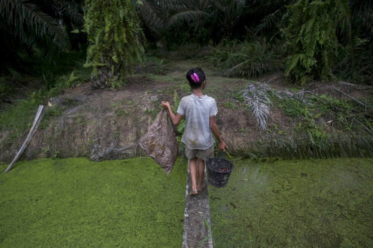 A child carries palm kernels collected from the ground across a creek at a palm oil plantation in Sumatra, Indonesia, in 2017. 
