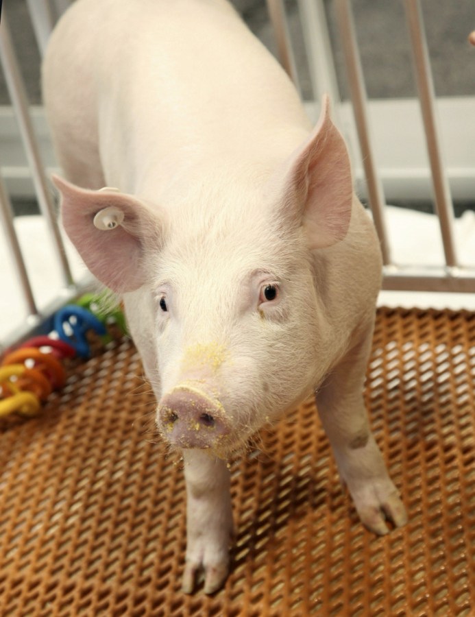 Genetically_Modified_Pigs_33957