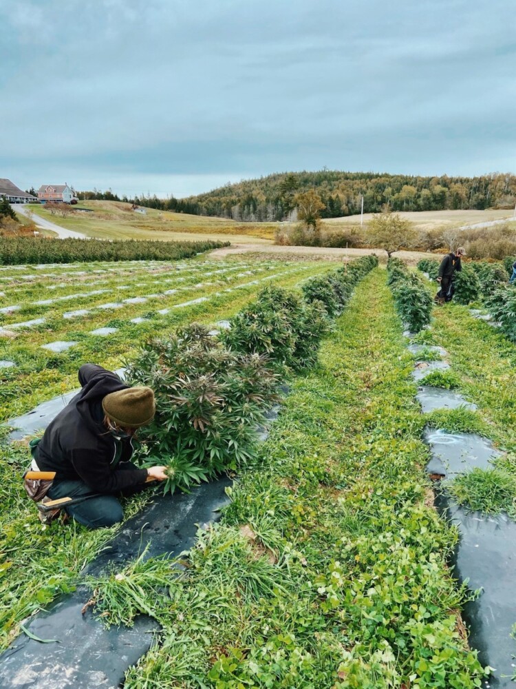 Two workers begin to harvest the hemp crop at Schoppee Farm in Machias by hand. Maine's hemp market all but collapsed in 2020 because of oversupply and other problems.