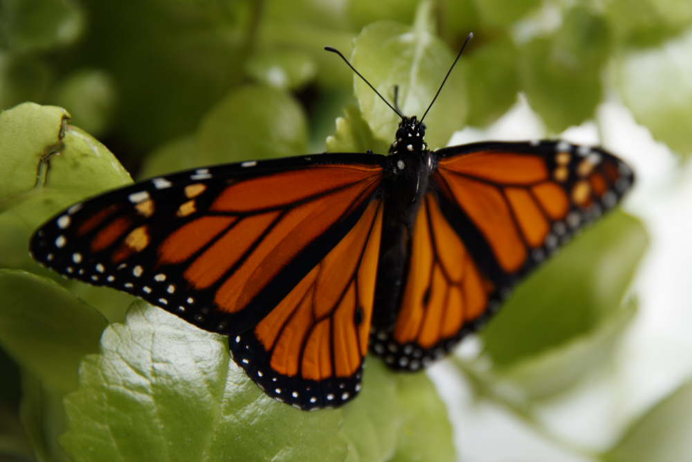 Monarch_Butterfly_Threatened_08174
