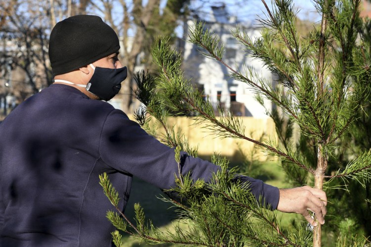 Rei Alvarez, of Richmond, picks out a tree at Frank Pichel's tree lot in Richmond, Va.  (AP Photo/Will Newton)