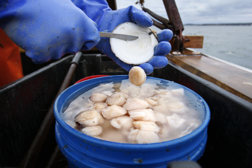 Scallop_Harvest_84634