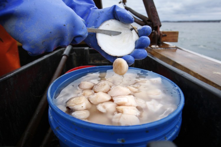Scallop meat is shucked at sea off Harpswell in 2011.